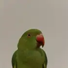ببغاء دره