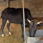 بقرة للبيع
