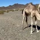 سلام عليكم نعرض  لكم قعود مفرود من تحت أمه نقبل عروض