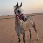 فراس شعبيه من فواخر اشعبيات