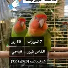 طيور