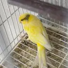 كناري تغريد