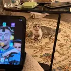 قطه القطه نوعها سكوتش فولد بيور نضيفه معاها كرت تطعيمات