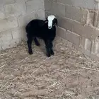للبيع خروف فوق الوسط