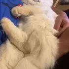 تبني