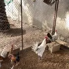 ديك بلدي العمر من خمس شهور إلى ست شهور
