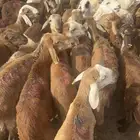 طليان سواكني السعر 720