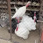 للبيع ديكة رومي