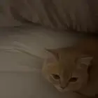 للبيع قط ذكر