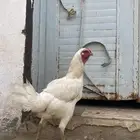 دجاج سندي