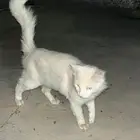 قطو للبيع