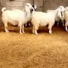 ( تم البيع ) معزا فواخر
