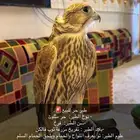 طير حر