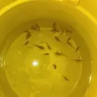 سمك مولي صغار عسوم