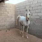 حصان واهو والبيع شعبي