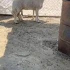 للبيع شاتين حيل كفو