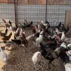 دجاج وديكة اعمارهم 7 اشهر ( بلدي ) ( البيع جملة )