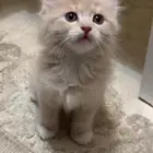 قطط كيتنز للبيع شيرازيه
