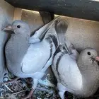 مطلوب حمام فرنسي سلفر او ابيض