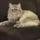 قطة همالايا ضائعة lost himalayan cat found