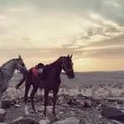 حصان انقليزي