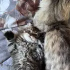 قطه