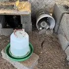 دجاج للبيع