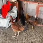 دجاج باكستاني