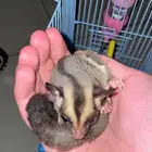 سنجاب طائر شوقر قلايدر