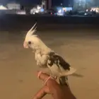 كروان للبيع