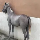 مهر شعبي