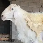 فحل حري صنف الصنف فاخر