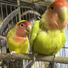 كناري و روز