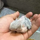 فرخ روز ( تم البيع)