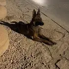 كلب مالينوا ذكر