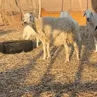 حريات