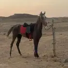 حصان جزيري