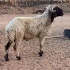 خروف فحل نعيمي