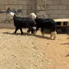 خرفان نجد
