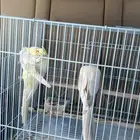 زوج كروان لاتينو منتج قد انتج من قبل