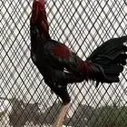 ديك باكستاني