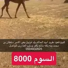 للبيع قعود كفو كفو