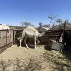 قعدان للبيع