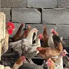 دجاج بلدي