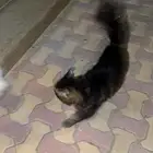 قطوه للتبني