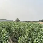 قصب