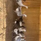 وز مصري