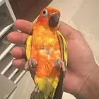 للبيع مستعجل او البدل صن كنيور الليف