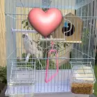 ذكر طيور حب بادجي