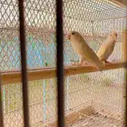 اجواز روز البينو ( سعر مغري )